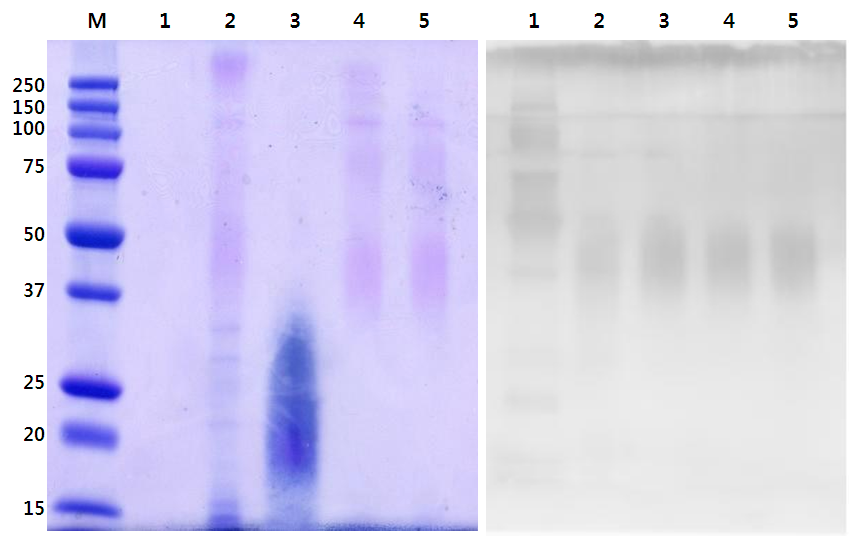 Electrophoretic and immunological analysis by steps to purify S-LPS of B. abortus 1119-3.