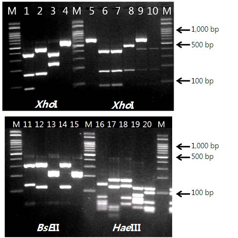 PRA allows differentiation of the following NTM strains. Uncultured mycobacterium (lane 1, 11, 16), M. terrae (lane 2, 12, 17), M. thermoresistibile (lane 3, 13, 18), M. kansasii (lane 4, 14, 19), M. intermedium (lane 5), Mycobabacterium sp. (lane 6, 7, 8), M. palustre (lane 9), M. paraseoulense (lane 10) and M. avium (lane 15, 20)