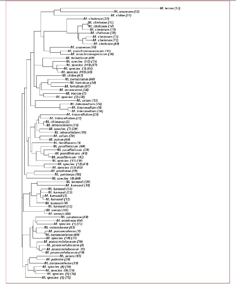 Phylogenetic tree based on hsp65 gene that constructed using the Clustal Omega