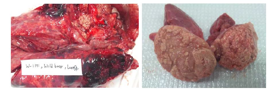 Visible lesion of lung and laryngopharyngeal lymph node of wild boar, W-1711 captured from Gyeonggi A region in 2014