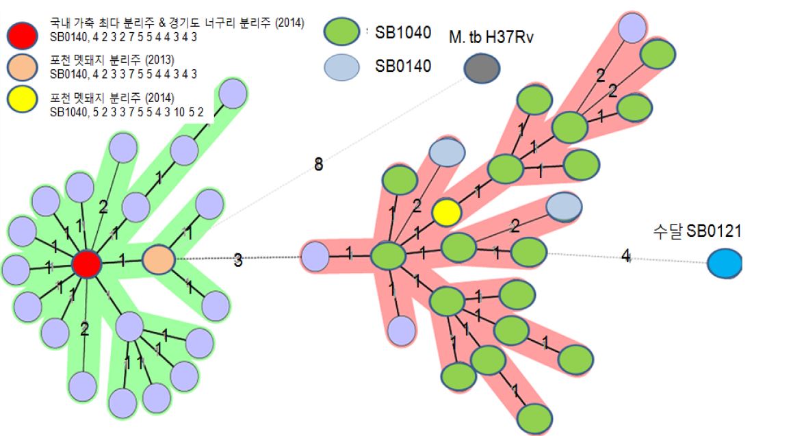 Minimum spanning tree based on VNTR profiles of a set of 12 loci of 281 M. bovis clinical isolates with M. bovis isolated from wild boar and M. tuberculosis H37Rv. Numbers next to the branches indicate the level of changes induced by loss or gain of VNTR copies at a given locus, yielding a change from one allele to another. Green and pink areas indicate VNTR profiles belonging to clonal complexes CC1 and CC2, respectively