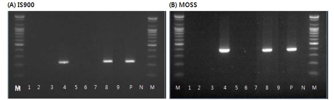 Fig. 4. Screening of fecal samples for MAP by IS900 PCR and MOSS.
