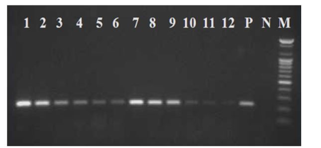 Fig. 6. IS900 PCR results of isolation by MAP antibody binding magnetic nanoparticles.