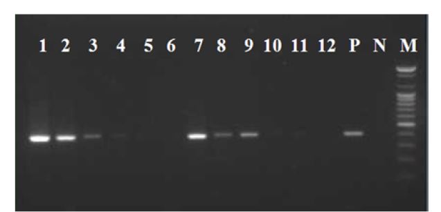 Fig. 7. MOSS PCR results of isolation by MAP antibody binding magnetic nanoparticles.