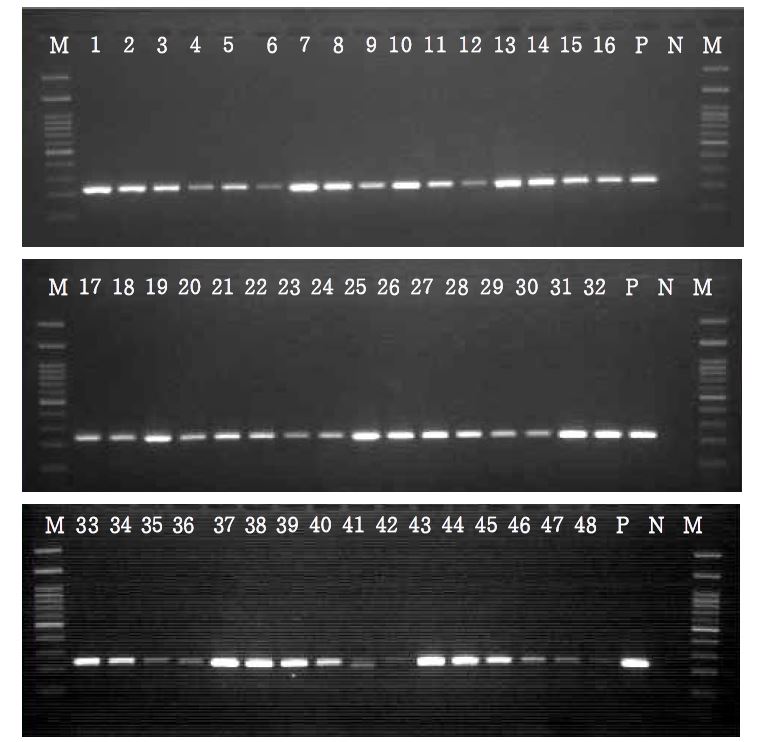 Figure 9. IS900 PCR results of isolation by different concentration of anti-MAP IgY antibody conjugated with paramagnetic bead (PMB) or magnetic nanoparticle (MNP).