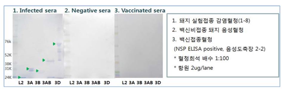 (그림5) NSP 유전자 단백질을 이용한 면역블롯팅법과 패널혈청들의 반응성확인
