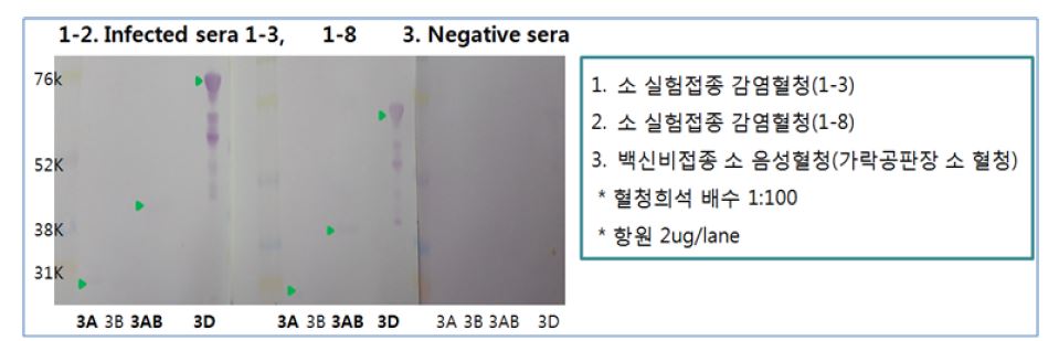 ( 그 림 6 ) NSP 유전자 단백질을 이용한 면역블롯팅법과 패널혈청들의 반응성확인