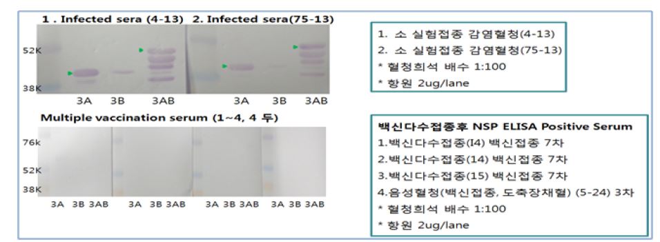 ( 그 림 7 ) NSP 유전자 단백질을 이용한 면역블롯팅법과 패널혈청들의 반응성확인