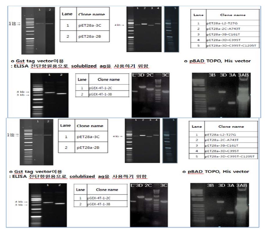 (그림 1) 진단항원용 NSP 유전자 증폭후 클로닝