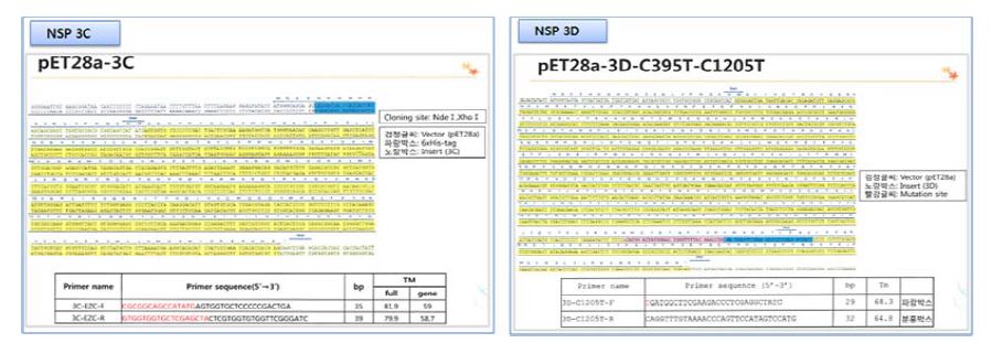 (그림 2)진단항원용 NSP 유전자 시퀀싱 확인 및 Site-directed mutagenesis를 실시