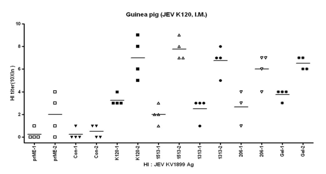 그림 4) 생백신 후보주에 에쥬번트를 이용하여 항체가를 검사한 결과 에쥬번트를 사용한 기니픽과 사용하지 않은 기니픽에서 60 HI titer이상을 나타내었으며, 큰 차이는 나타나지 않았다.