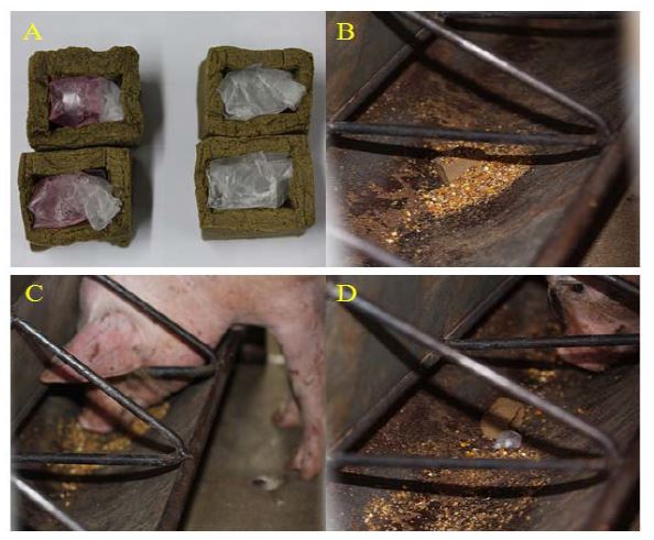 그림 4. 예비테스트를 위한 미끼백신 제형(A, B) 및 섭취하는 모습(C, D)