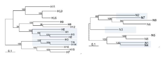 그림 12. 조류 인플루엔자의 HA와 NA의 계통분류학적 유연관계 (Fouchier et al., 2006)