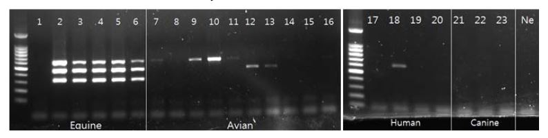 그림 14. 말 감별용 PA+PB2+PB1 multiplex PCR 결과