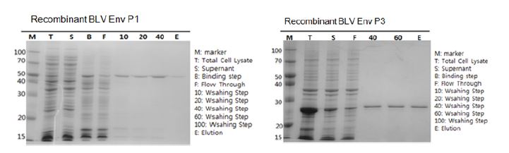 그림. Purification of BLV recombinant proteins (E.coli expression system)