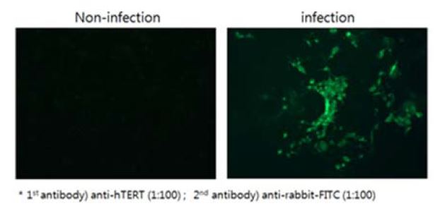 그림. hTERT virus 발현을 유도시킨 후, 얻은 hTERT virus의 감염성 여부를 HEK293FT 세포에 감염시켜 IFA(Immunofluorescence assay)를 수행하여 확인