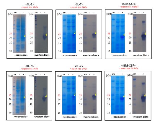 그림. 과발현된 IL-2(17kDa), IL-7(24kDa), GM-CSF(20.5kDa)을 coomassie staining과 western blot을 통해 확인