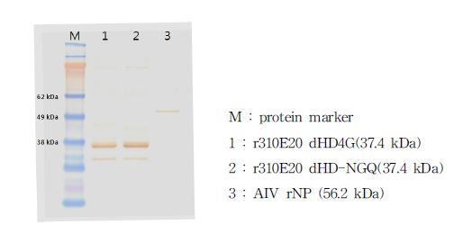 그림 5. 재조합 HA 줄기부분 단백질 발현 확인(Western blot analysis)