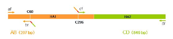 그림 4. overlap extension PCR 모식도. AB 및 CD fragment 증폭 후 af, dr 프라이머 이용 각각의 증폭된 AB 및 CD fragment와 함께 증폭하여 full length HA stalk region 증폭