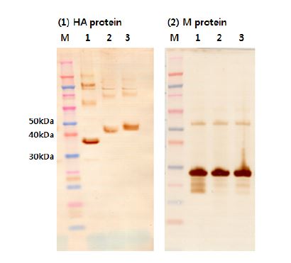 그림 6. 재조합 M1 단백질 및 HA 줄기부분 단백질 동시발현 확인(Western blot analysis) M;Marker, 1;dHD(Headless HA), full deglycosylation(T156Q,T31Q, T300Q,S307Q), 2=dHD(Headless HA) partial deglycosylation(T156Q), 3=dHD(Headless HA) wild type
