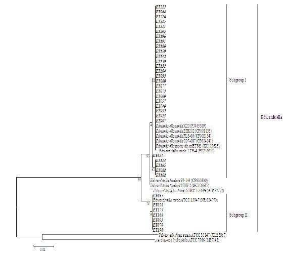 그림 2. 16S rRNA 염기서열을 기초로 한 E. tarda 분리주들의 근연학적 관계