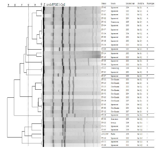 그림 3. E.tarda 분리주들의 PFGE type 분석