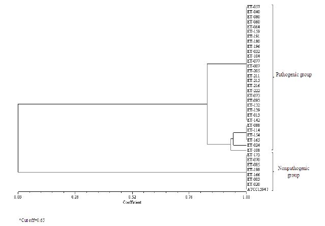 그림 5. E. tarda 병원성 관여 유전자에 대한 UPGMA cluster 분석