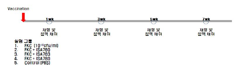 그림 7. 복강 접종에 따른 A. japonica의 면역원성 분석