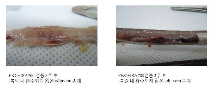 그림 9. 복강 접종 이후 뱀장어 복강 내 면역보조제 흡수여부