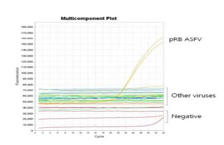 그림 1. Specific amplification of ASFV by Real-time PCR
