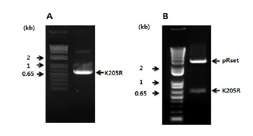 그림 2. K205R 유전자 증폭 및 clonong 확인