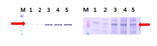 그림 3. K205R 재조합 단백질 발현확인