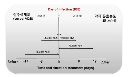 그림 2. 감수성세포(in vitro)에서 감염 전, 후의 약제처리에 따른 실험 design