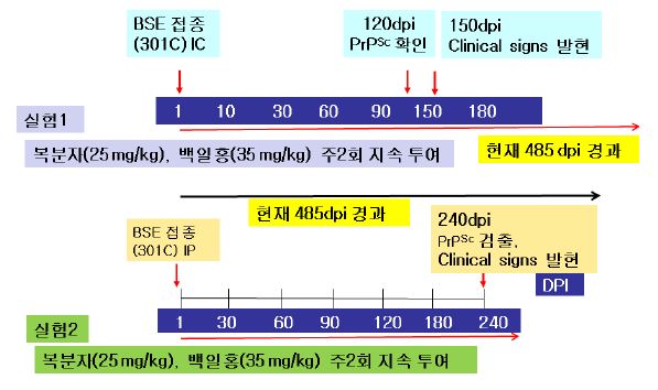 그림5. BSE 감염 후 시기별 추출물(복분자:RCE, 백일홍:ZEE) 투여 계획