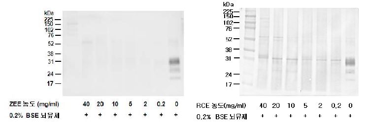 그림 7. 백일홍 추출물(ZEE) 농도에 따른 BSE 뇌 유제액과 1시간 혼합 후 변형프리온 검출결과