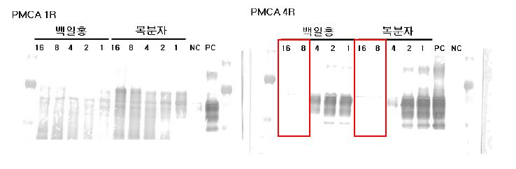 그림 9. 식물추출물 농도별 PMCA 결과