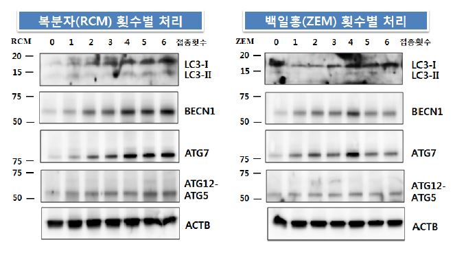 그림13. M2B세포에서 식물추출물 처리 후 autophagy 관련 물질 반응결과 및 변형프리온 확인