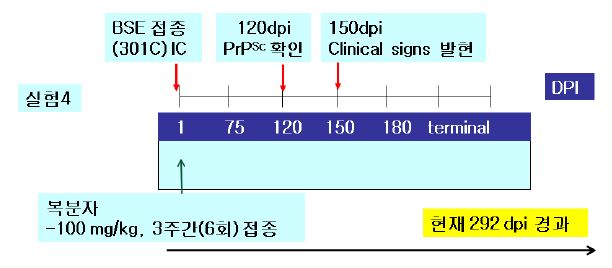 그림14. BSE 감염 후 시기별 추출물 투여 계획