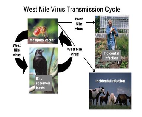 그림 1. 웨스트나일 바이러스의 순환 및 전파