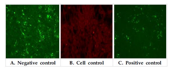 Fig 1. Results for virus detection in control samples using RFFIT. The red colors are the cells(stained with Evans Blue) and the green are virus infections