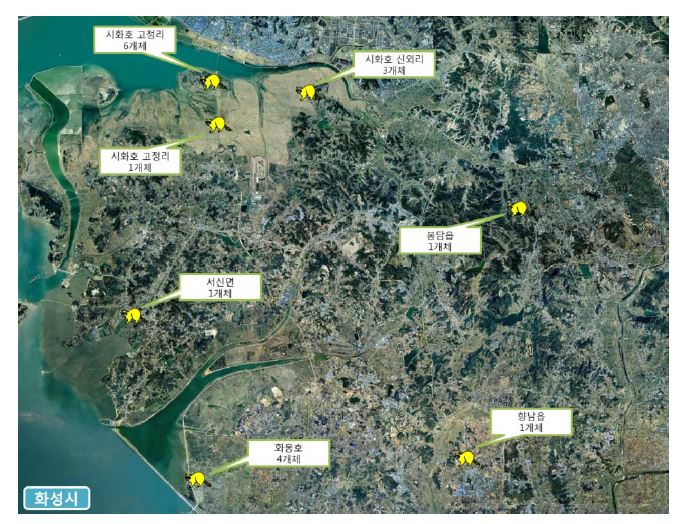 그림 31. 화성시에서 포획/송부된 개체 위치도.