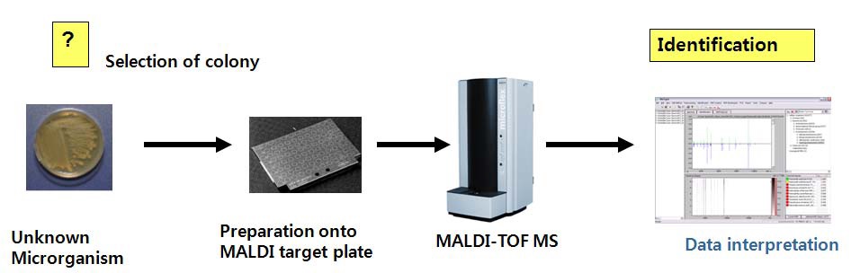 일반적인 세균의 MALDI BIOTYPER를 이용한 진단법의 모식도.