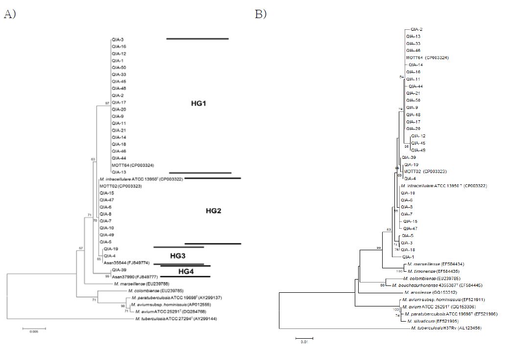 M. intracellulare 30균종의 계통수 분석 결과.