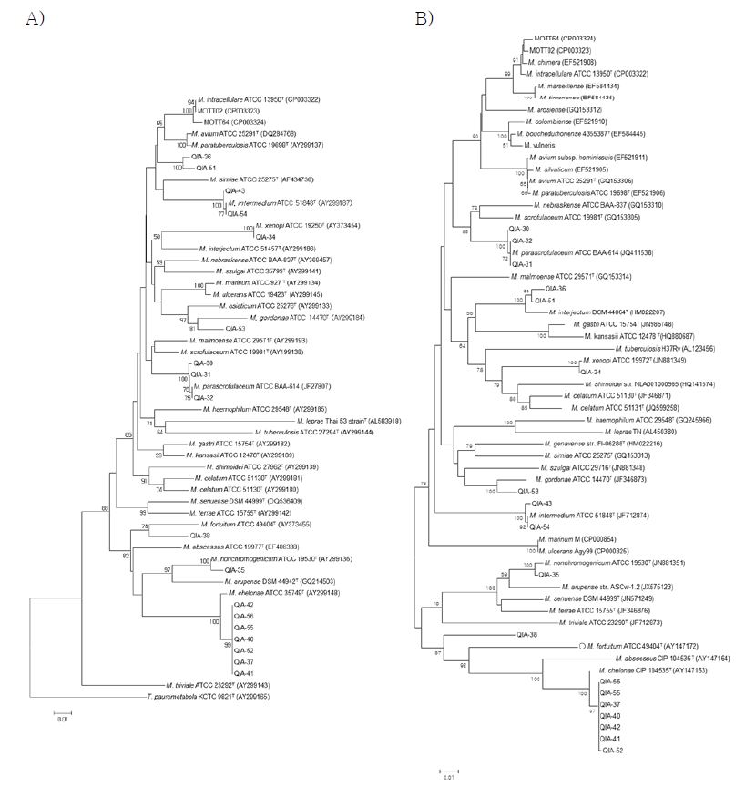 기타 NTM 18균종의 계통수 분석 결과.