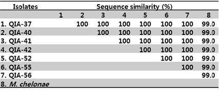 M. chelonae ATCC 35749 타입 균주를 포함한 M. chelonae 유사 균주의 염기서열 상동성 비교
