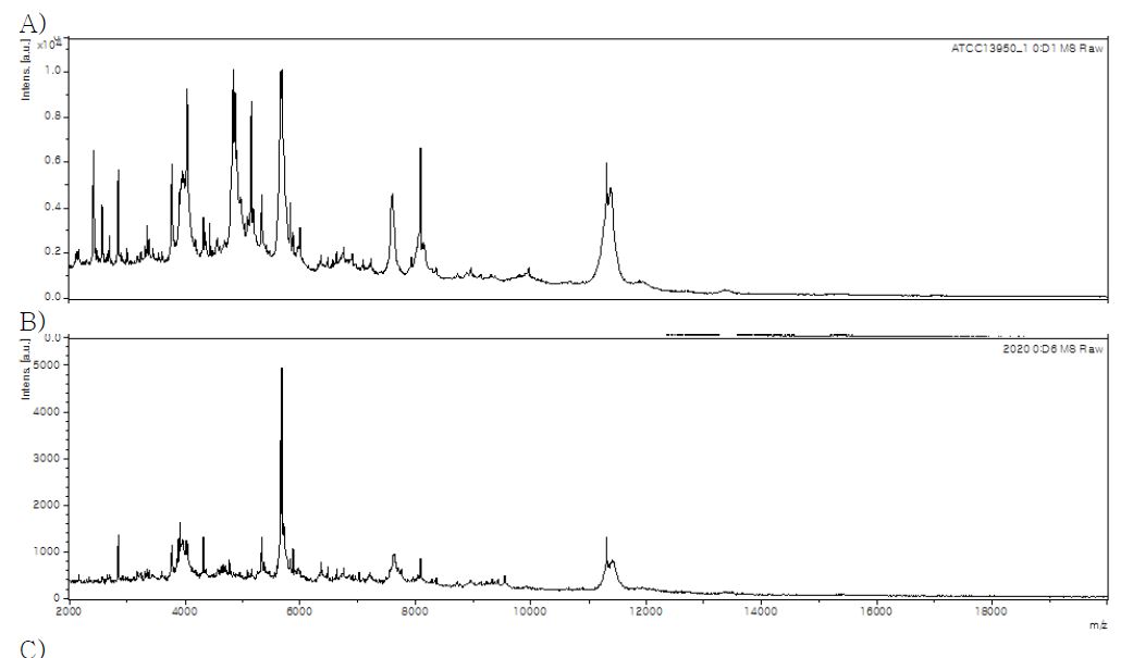 M. intracellulare ATCC 13950 (HG2 그룹) 타입 균주 및 동물유래 M. intracellulare HG2 그룹에 속하는 4 균주와 HG3 그룹에 속하는 1 균주에 대한 mass peak patterns list.