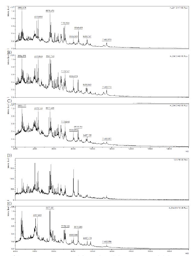 M. chelonae ATCC 35749 타입 균주 및 동물유래 M. chelonae 그룹에 속하는 4 균주에 대한 mass peak patterns list.