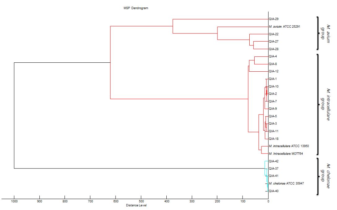 MALDI BIOTYPER 소프트웨어를 통해 생성된 MSP dendrogram.