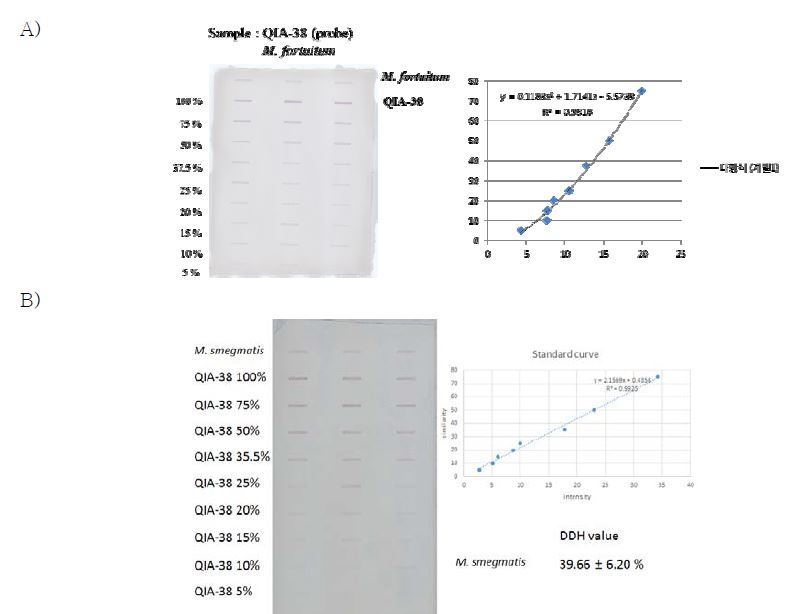 신종 후보 균주인 QIA-38과 M. fortuitum 및 M. smegmatis 균주의 전체 DNA 간 유사도를 측정하기 위한 DNA-DNA hybridization 결과.