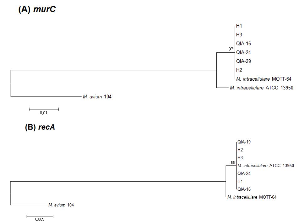 동물 유래 (QIA-16, -19, -24) 및 사람 유래 (H1, H2, H3) 균주의 murC, recA, 그리고 glpK 유전자 분석을 통한 계통수.